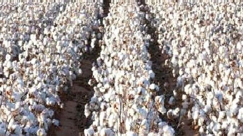 Indias cotton output in 2016/17 could rise 3.8 per cent from a year earlier to 35.1 million bales as yields are expected to increase due to good monsoon rains.
