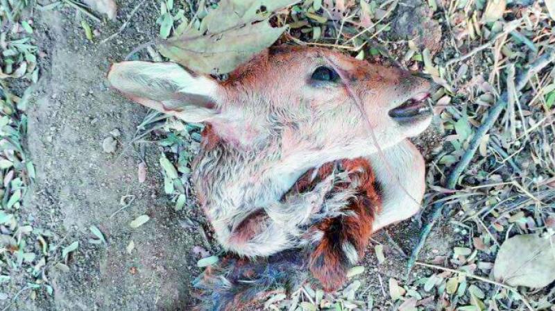 Another deer was found on the grounds of the University of Hyderabad with its head chopped off, lying near the old horticulture department on Tuesday evening.