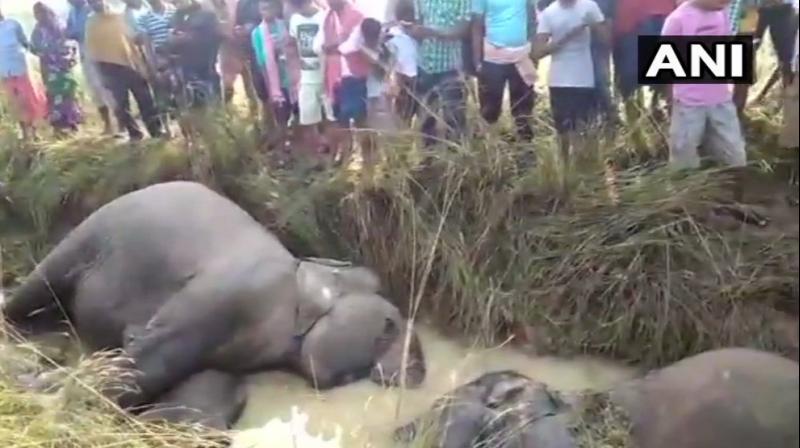 A herd of 13 jumbos was passing through the village in Sadar Forest Range and seven of them came in contact with an 11-KV line. (Photo: ANI/Twitter)