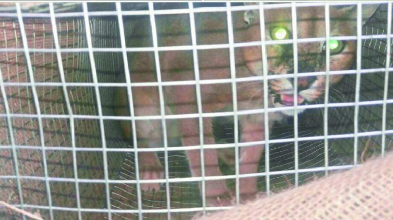 A wild cat sits in a cage while being transported to Hyderabad by smugglers.