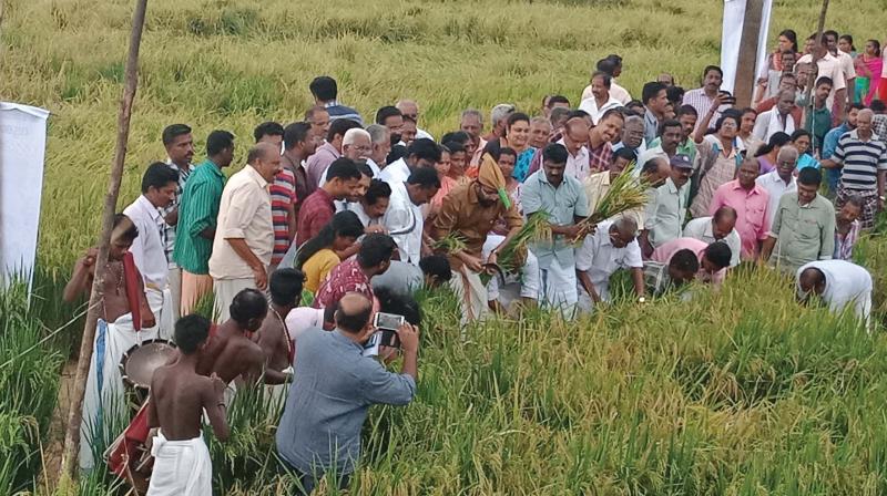 Speaker P. Sreeramakrishnan inaugurates the harvesting of paddy at Thazhava Vattakkayal.