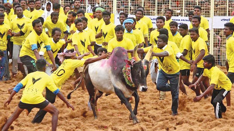 Bull-tamers attempt to tame a bull at Jallikattu at Thiruvappur near Pudukkottai on Sunday. (Photo: DC)