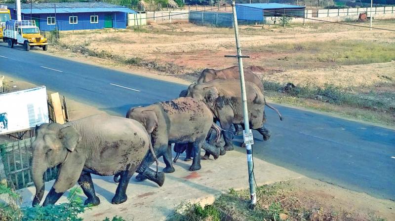 A herd of elephants stray into a residential area in Sundakkamuthur in Coimbatore on Sunday. (Photo: DC)