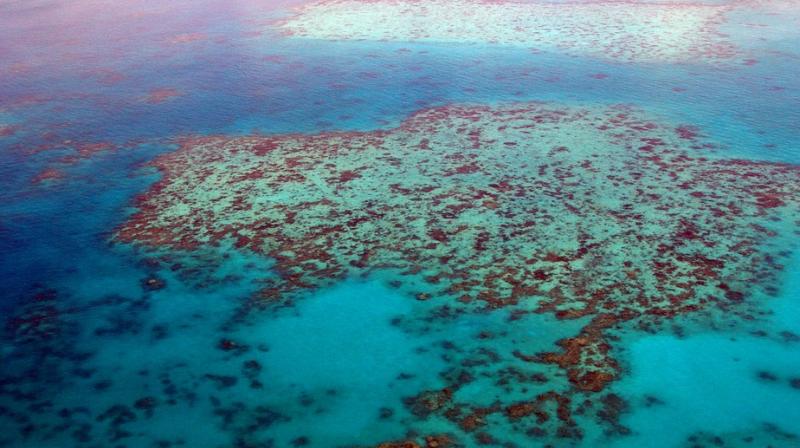 Worlds largest reef system, Great Barrier Reef nearing death.