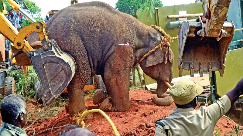 The elephant, which is in sedation, is pushed into a lorry in Vellalore. (Photo: DC)
