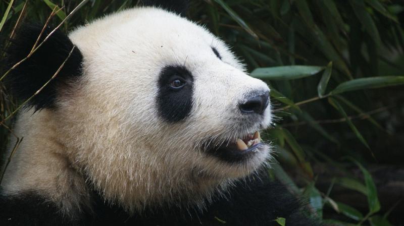 Cao Cao the panda gave birth to a male cub. (Photo: Pixabay)