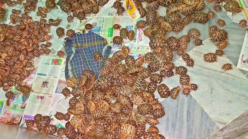 Indian Star Tortoises seized by DRI officials from three smugglers on their way to Bangladesh.