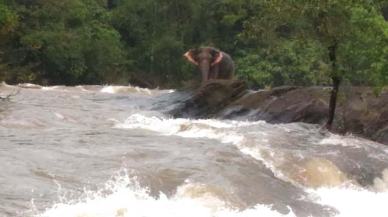 The wild elephant that got trapped on the rocky patch of the river.