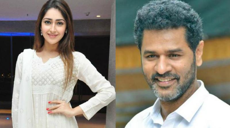 After sharing screen space with Ajay Devgn in Shivaay, Sayyeshaa will be seen in two Tamil films, one to be directed by Prabhu Deva