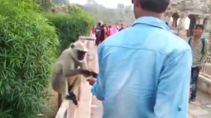 The man fed the monkey and then slapped it. (Photo: YouTube)