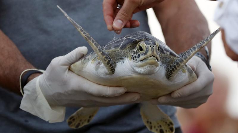 The turtle will carry the ashes of the oceanographer who founded the rehabilitation center that nursed the turtle back to health. (Photo: AP)