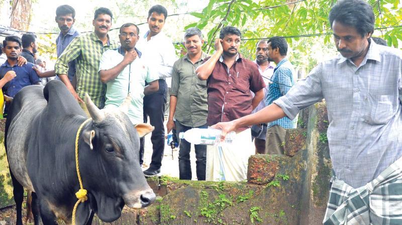 A man who has come for the auction gives a bottle of water to an ox on Monday. (Photo: DC)