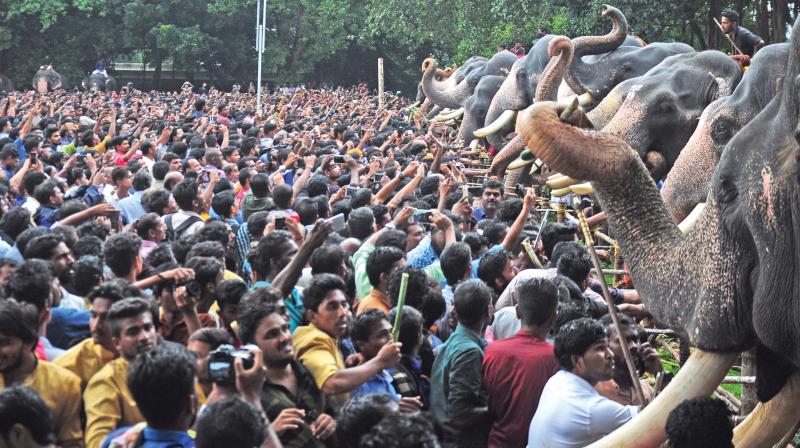 A large number of devotees and elephant buffs thronged Vadakumnathan Temple on Monday to see the anayoottu. 	(Photo: Anup K. Venu)