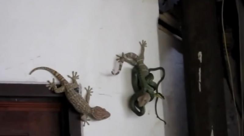 The lizard does manage to make the snake loosen its grip (Photo: YouTube)