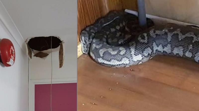 The snake didnt create much trouble for people who came to relocate it because it was full (Photo: Facebook)