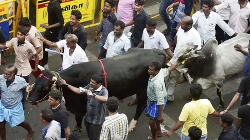 oungsters and students participate in a protest to lift the ban on Jallikattu and impose ban on PETA, at Kamarajar Salai, Marina Beach in Chennai on Friday. (Photo: PTI)