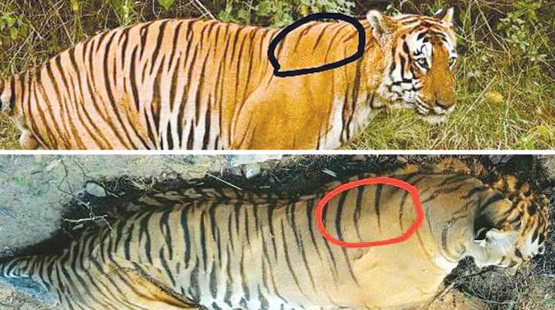 One of the forest officials, who examined the carcass, said that the dead tiger is not the famed big cat, as Prince had a lump on its right leg, but the carcass of the tiger found on Sunday did not.