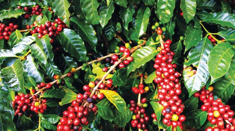 Leading coffee growing countries like Brazil, Colombia, Vietnam, Indonesia has caused an oversupply with prices of the commodity falling by about 30% in the global markets.
