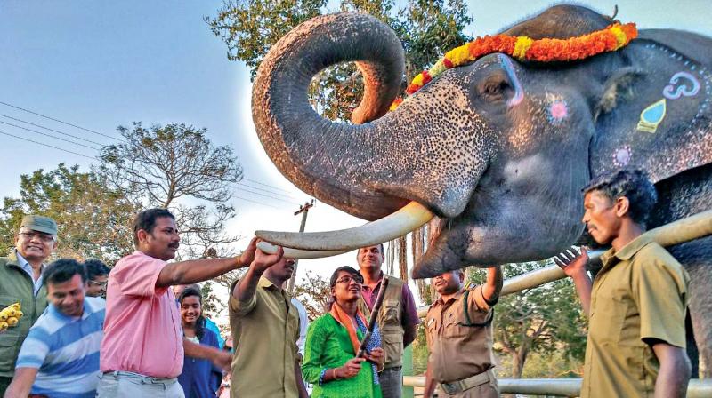 J.Innocent Divya,  Collector of Nilgiris, feeds sugarcane to a kumki elephant to mark Yaanai-Pongal celebrations (Photo: DC)