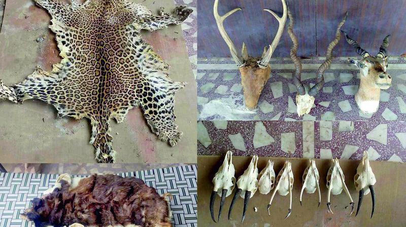 Animal skins and skulls which were recovered along with ivory and 40 guns at retired colonel Devendra Kumar Bishnois house in Meerut on Sunday. (Photo: PTI)