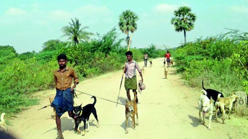 Jogappas with their dogs head for hunting in hillocks of Anantapur. (Photo: DC)