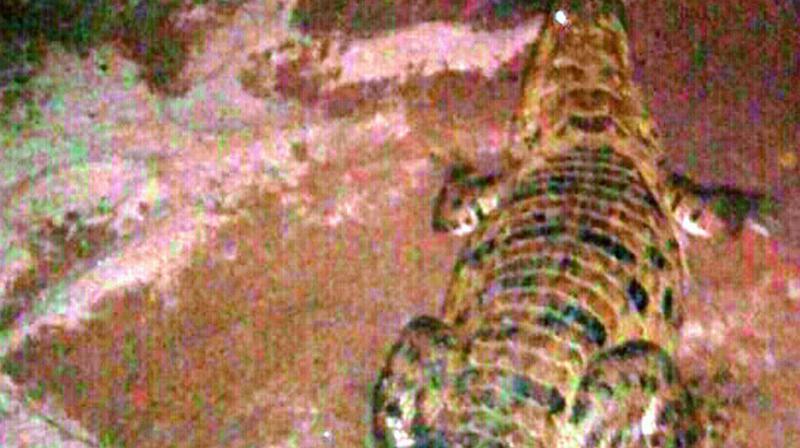 A crocodile caught by forest offcials at an irrigation canal in Avidi village of Kothapeta mandal on Sunday night.