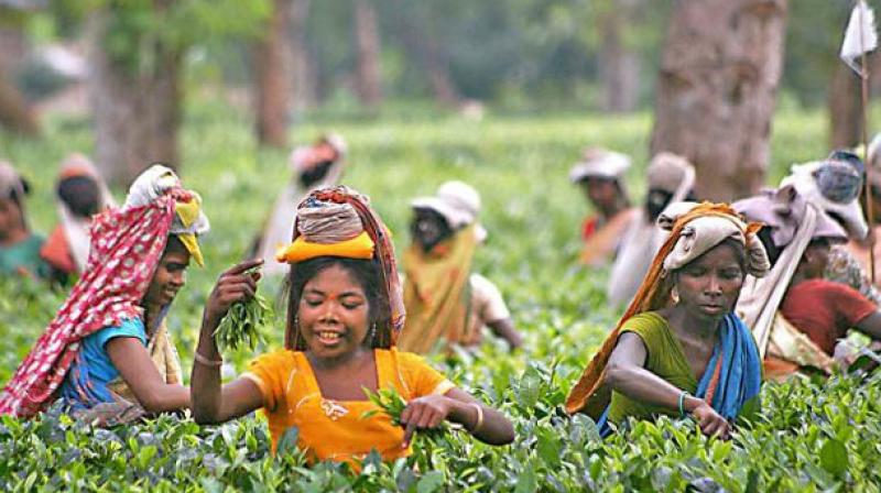 There is a high demand for Indian tea on back of supply crunch.