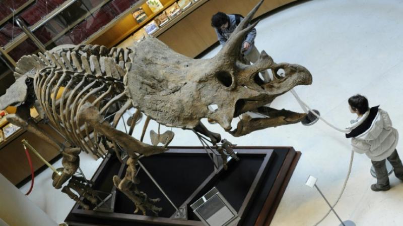A new dinosaur evolutionary tree, published in the journal Nature, proposes two new base groups, in which bird-hipped dinos like the Triceratops pictured here in 2008, and reptile-hipped lizards are now mixed  (Photo: AFP)