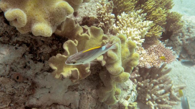 Last year, the 2015-16 El Nino helped kill off two-thirds of shallow-water corals in the northern part of Australias Great Barrier Reef, and an unprecedented second year of bleaching is underway now (Photo: AFP)