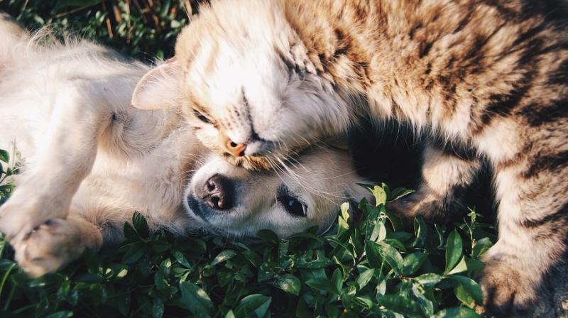 Researchers claim that cats can match dogs on various mental tests. (Photo: Pixabay)