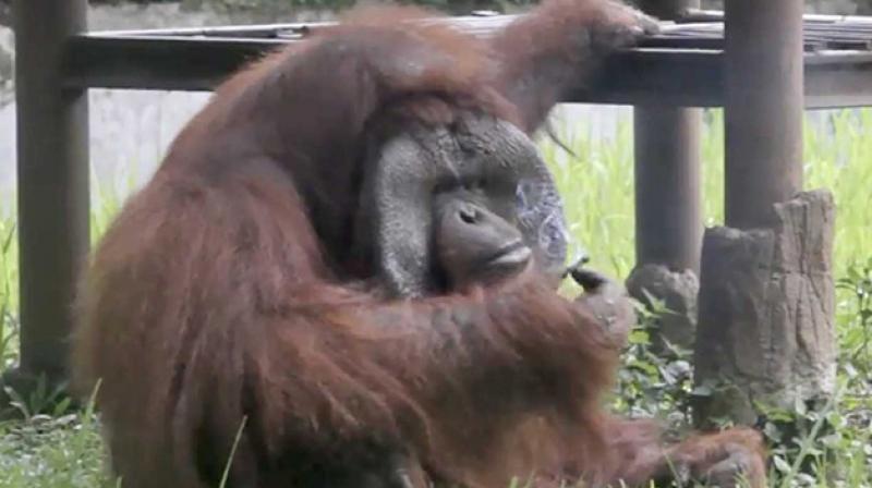 This not the first that a zoo orangutan has been caught sneaking a smoke in Indonesia (Photo: Facebook)