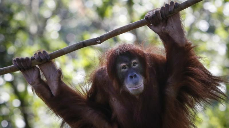 The most imminent threat to the species discovered last year in Sumatra, Indonesia, is a planned USD 1.6 billion mega-dam project that would be constructed by a Chinese state-owned corporation, researchers said. (Photo: AP)