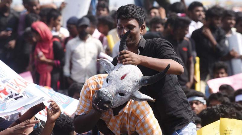 A protester wears a jallikattu bull mask at Marina. (Photo: AFP)