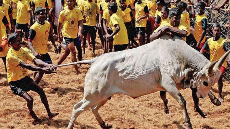 The Tamil Nadu Regulation of Jallikattu Act, 2009, was struck down by the Supreme Court in 2014 on the ground that the event of jallikattu would violate a couple of provisions of the Prevention of Cruelty to Animals Act.