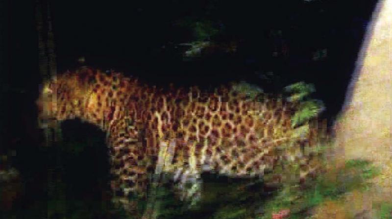Panther that strayed into the Chandra colony area in Coonoor. (Photo:DC)