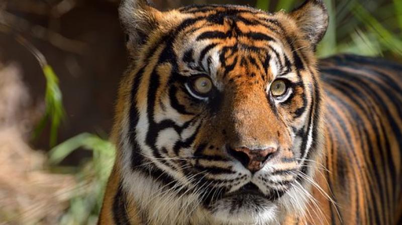 Sumatran tigers are considered critically endangered with 400 to 500 remaining in the wild. (Photo: Pixabay)