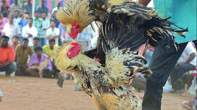 The organisers, with the help of politicians, are holding deadly cockfights in which sharp knives are tied to the legs of the birds in the arenas.