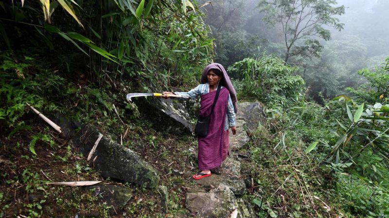 This photo taken on July 12, 2018 shows Phlimsibon Khogjee, 45, on her way to work in a field outside Kongthong village, in East Khasi Hills district in Indias eastern Meghalaya state. (Photo: AFP)