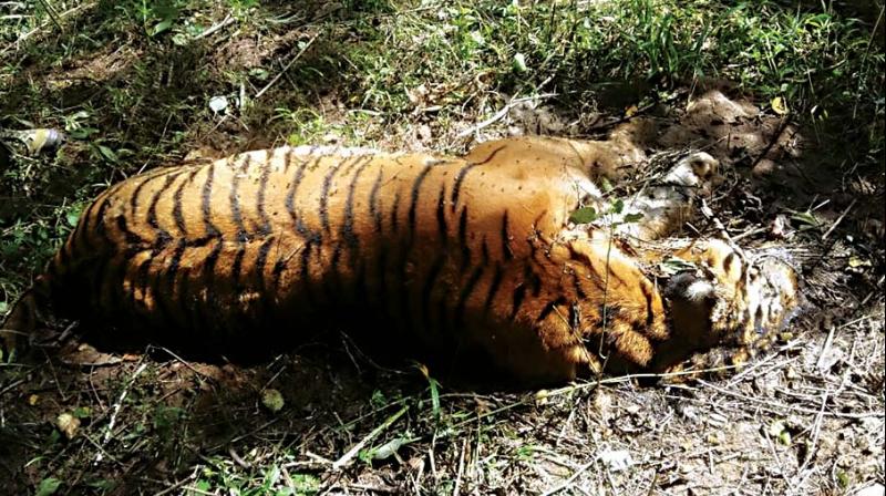The carcass of a male tiger in GS Betta range of Bandipur National Park ~	           KPN