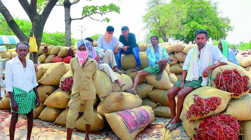 Farmers wait for buyers for their chilli produce at the Enumamula agricultural market yard in Warangal on Thursday. (Photo: DC)