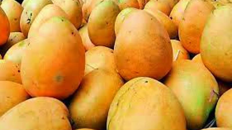 Banginapalli mango