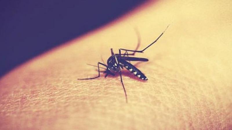 Carbohydrates could help develop better malaria vaccine, study finds. (Phto: Pixabay)