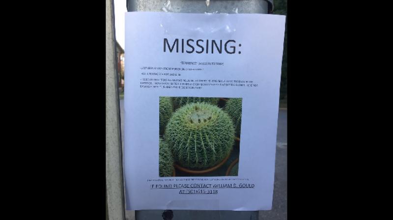 Man posts flyers around neighbourhood hoping to find missing cactus