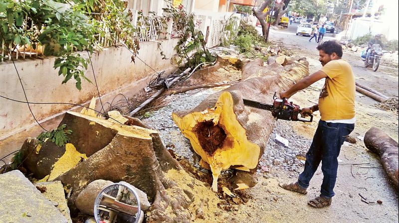 Large trees located on the 12th and 13th Main Road Indiranagar were axed ostensibly to clear the storm water drains. (Photo: DC)