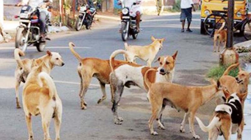 To distinguish between the sterilized and unsterilized street dogs, the BBMP is considering clipping badge to their ears.