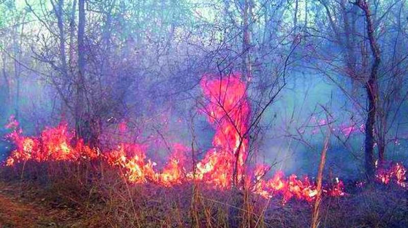 A file picture shows trees on fire.