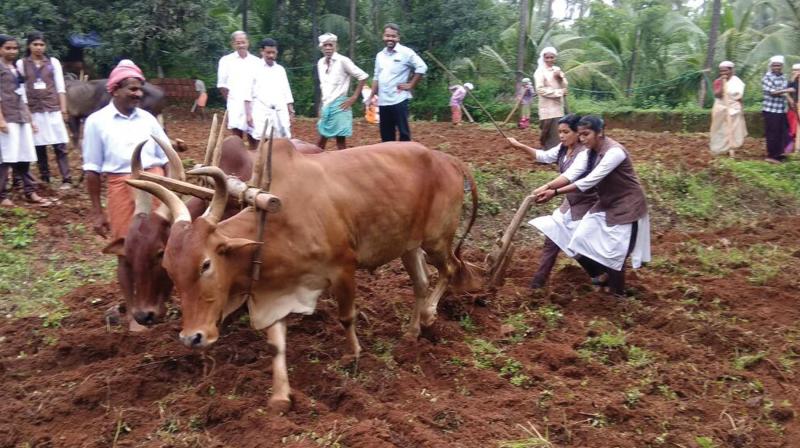 Students of GHSS Valayam plough the land using oxen at Poovvamvayal in Valayam.