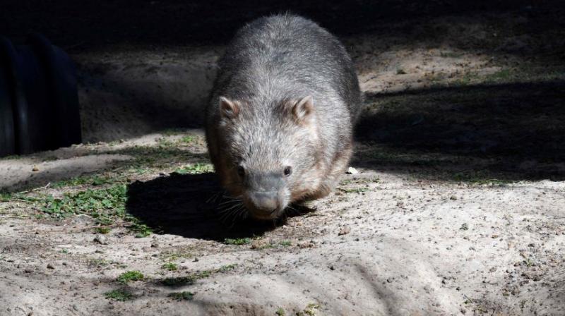 Australias three wombat species face threats to their survival from predatory dogs, diseases and competition for food from kangaroos. (Photo: AFP/File)