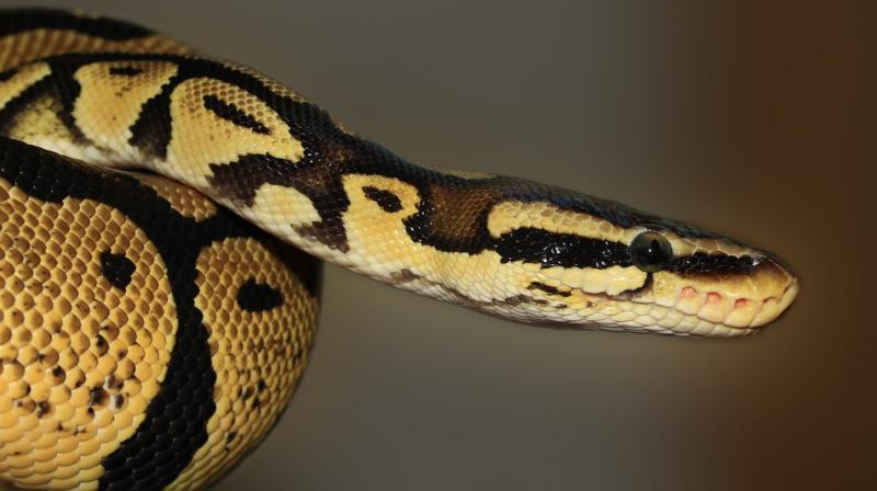 The five-year-olds mother Laura Cowell said that specialists from pet shop Scales and Fangs came and removed the royal python from her toilet. (Photo: Pixabay)