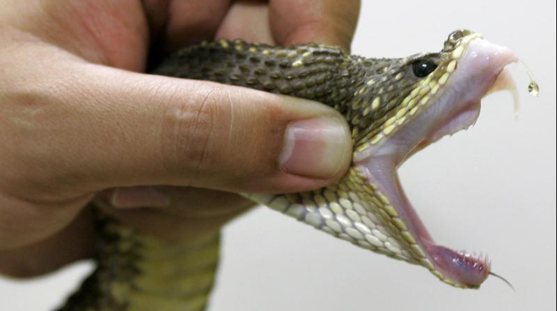 The man was taking them home to the southern city of Guangzhou to make snake wine. (Photo: AFP )
